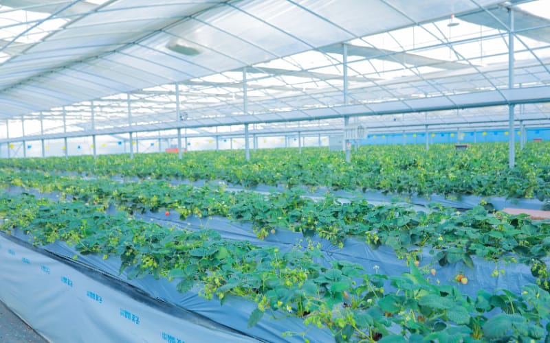 南京丰硕农场果蔬采摘