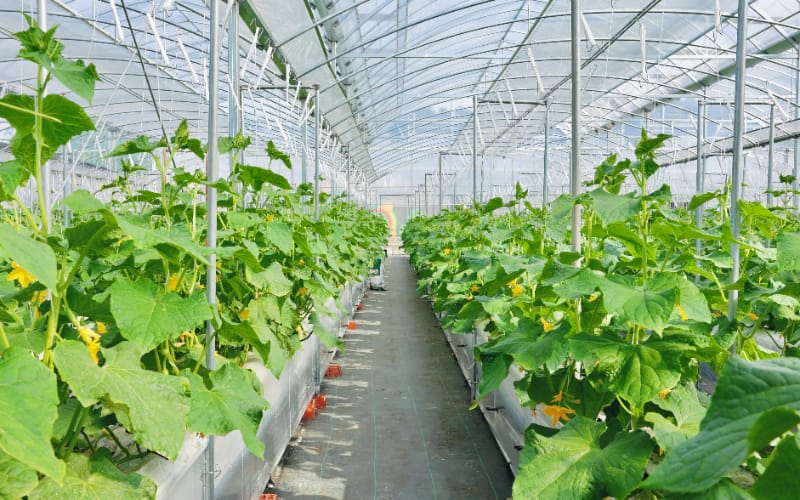 南京丰硕农场果蔬采摘