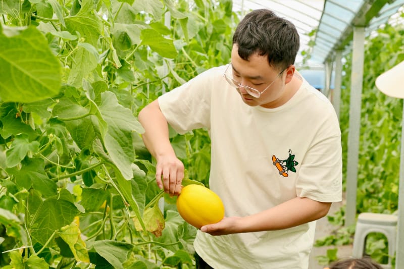 南京丰硕农场采摘 | 新鲜哈密瓜采摘体验