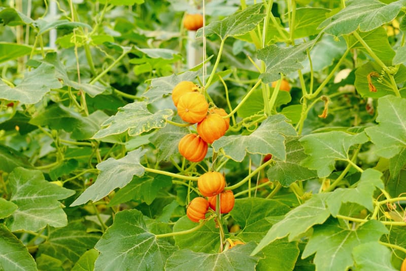 南京丰硕农场采摘 | 贝贝南瓜采摘体验