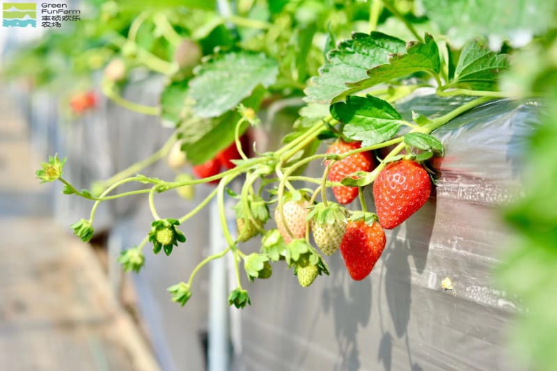 南京丰硕农场采摘 | 草莓采摘