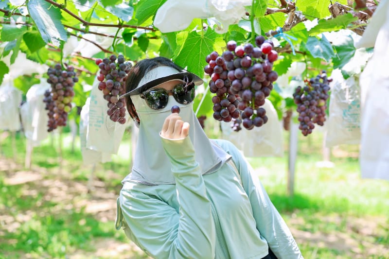 南京丰硕农场采摘 | 葡萄采摘