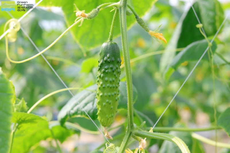 南京丰硕农场采摘 | 水果黄瓜采摘