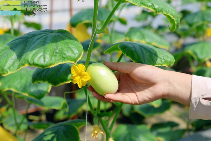 南京丰硕农场采摘 | 甜瓜采摘