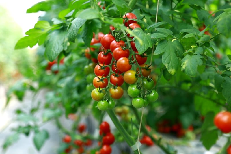 南京丰硕农场小西红柿采摘活动