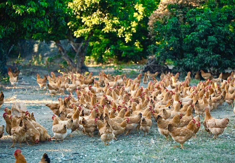 南京丰硕老母鸡手礼